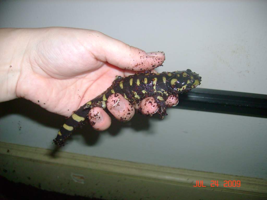 Otis Tiger Salamander