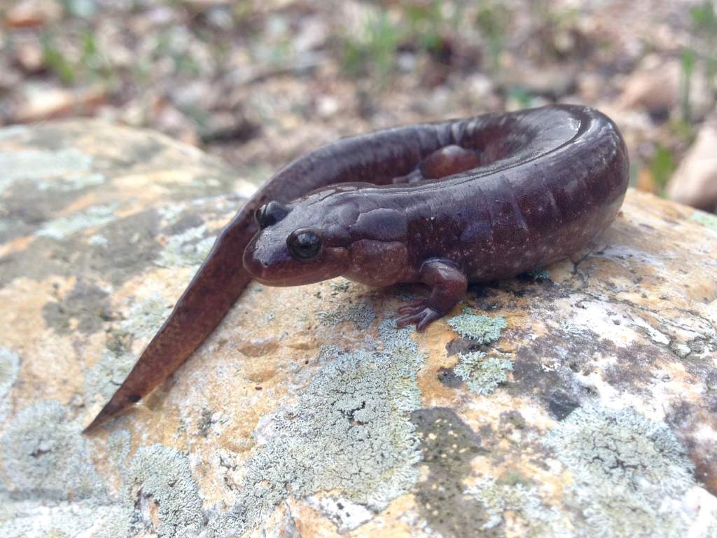 Ouachita Dusky Salamander (Desmognathus brimleyorum)