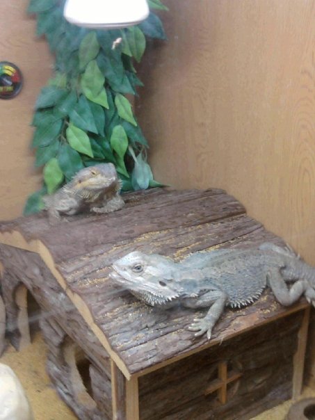 our 2 Bearded Dragons, Scrapy & Daphnie