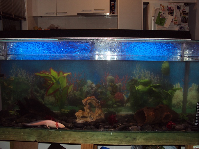 Our Axie Tank