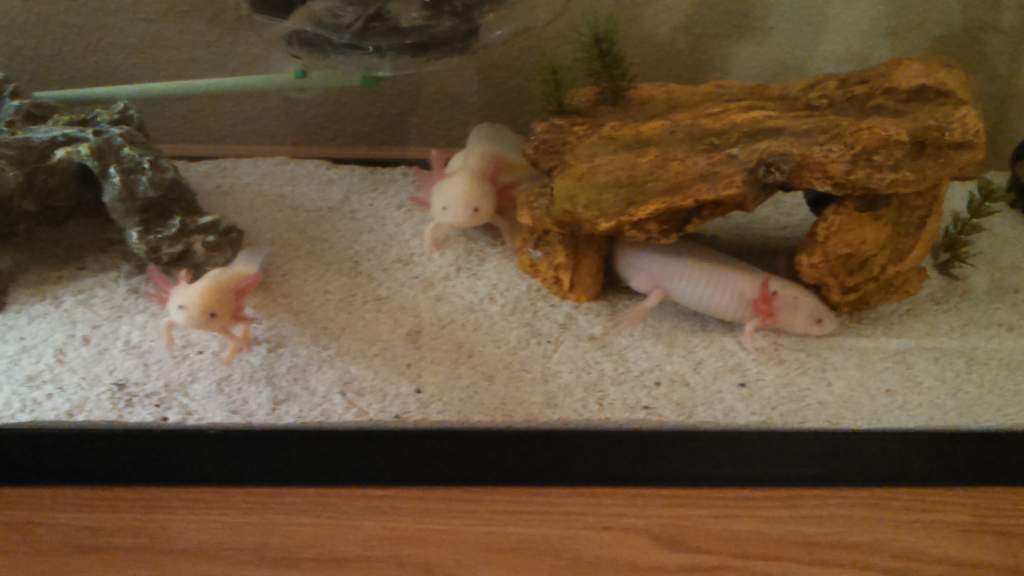 Our Axolotl's in the 55 gallon.