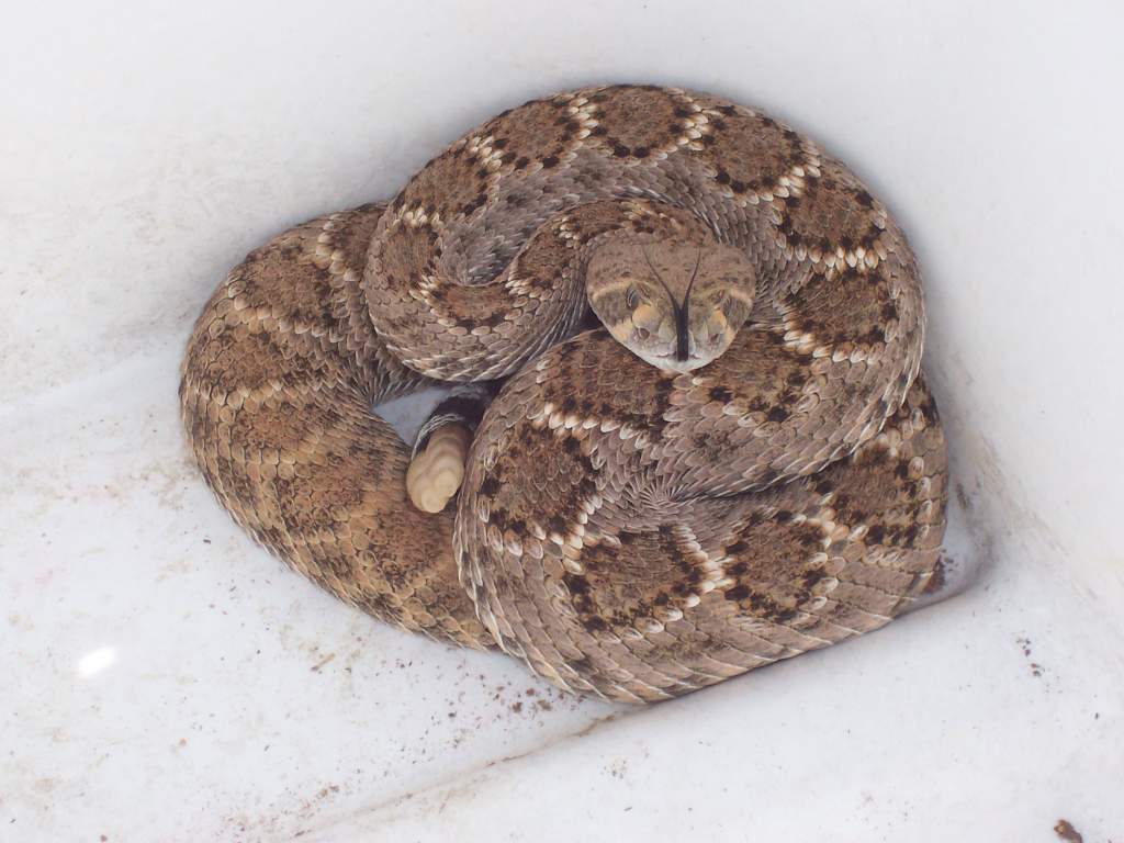 Our first rattlesnake of the season.  Its a little one.