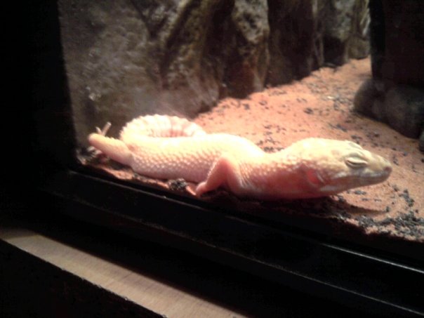 OUR LATEST PET A CHOCHOLATE ALBINO LEPARD GEKO, NA