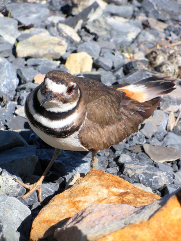 Our trained attack killdeer