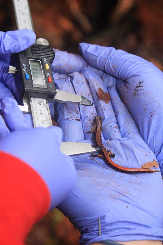 Our two citizen science inters measuring the snout to vent length (SVL) of a Western Red-backed Salamander (Plethodon vehiculum) in Point Defiance Par