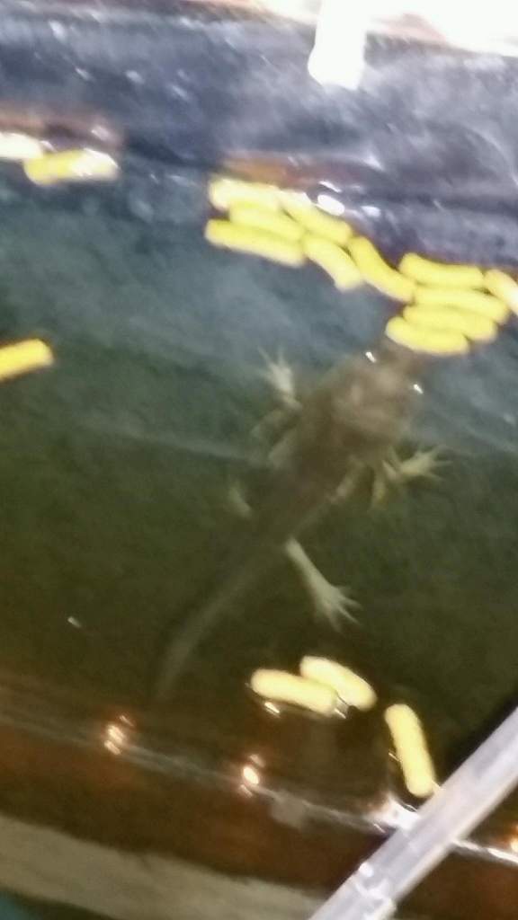 Our wild axolotl coming up to eat in our koi pond