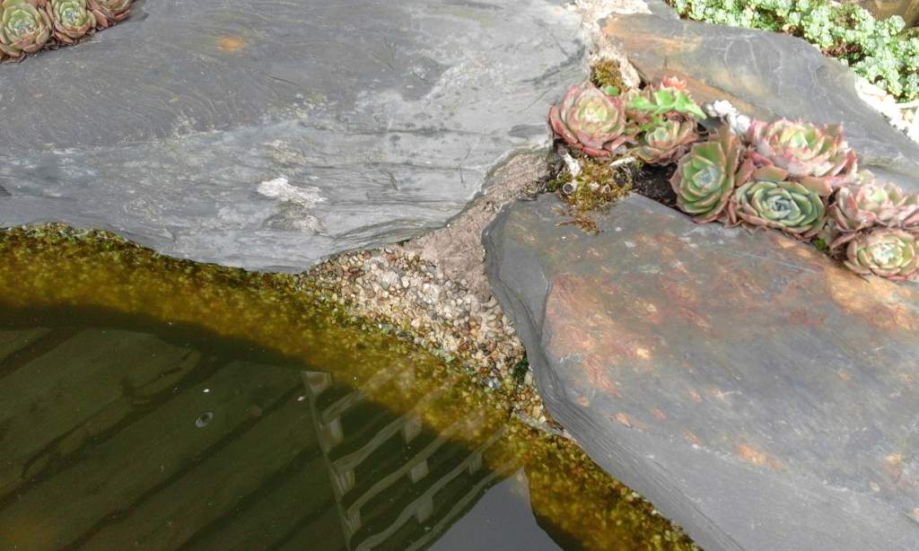 Overhanging stone edges, with gaps between so newts and other creatures can get out of pond.