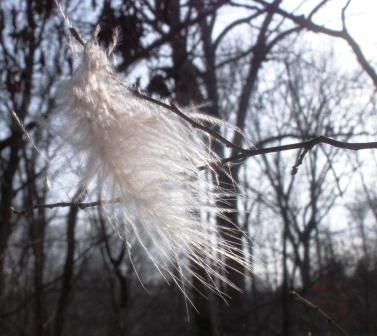 Owl feather at Panther's Den Wilderness