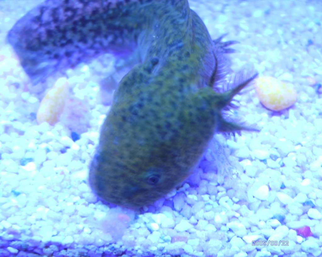 ozzy on day 6 left gills still present