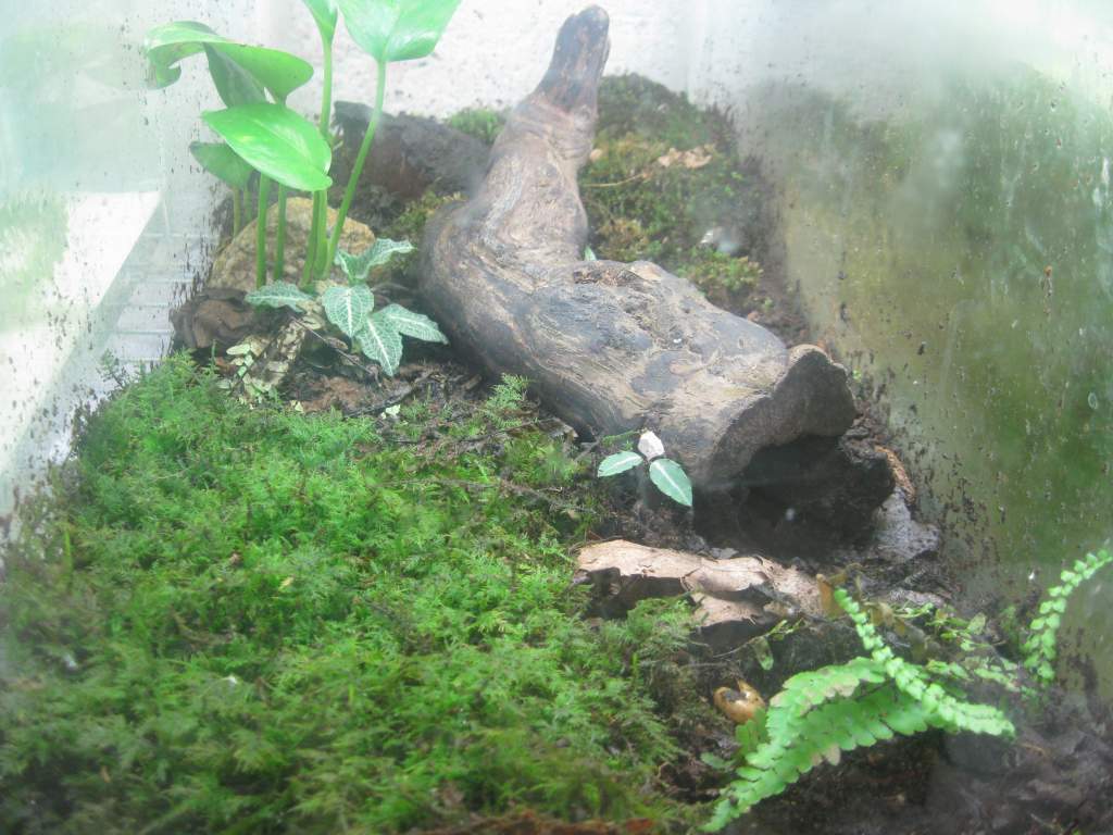 P. hubrichti tank.