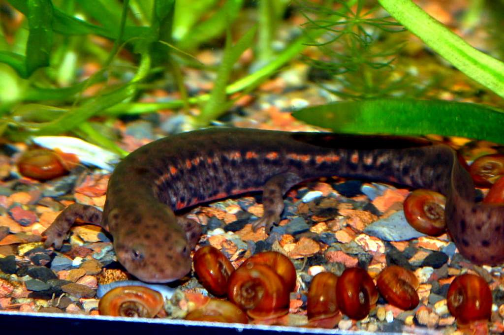 Pachytriton labiatus, adult male 3+ y.o.( WC from pet store)