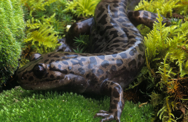 Pacific Giant Salamander (another of my favorites)