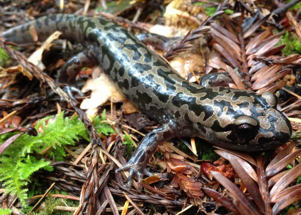 Pacific Giant Salamander (Dicamptodon tenebrosus)