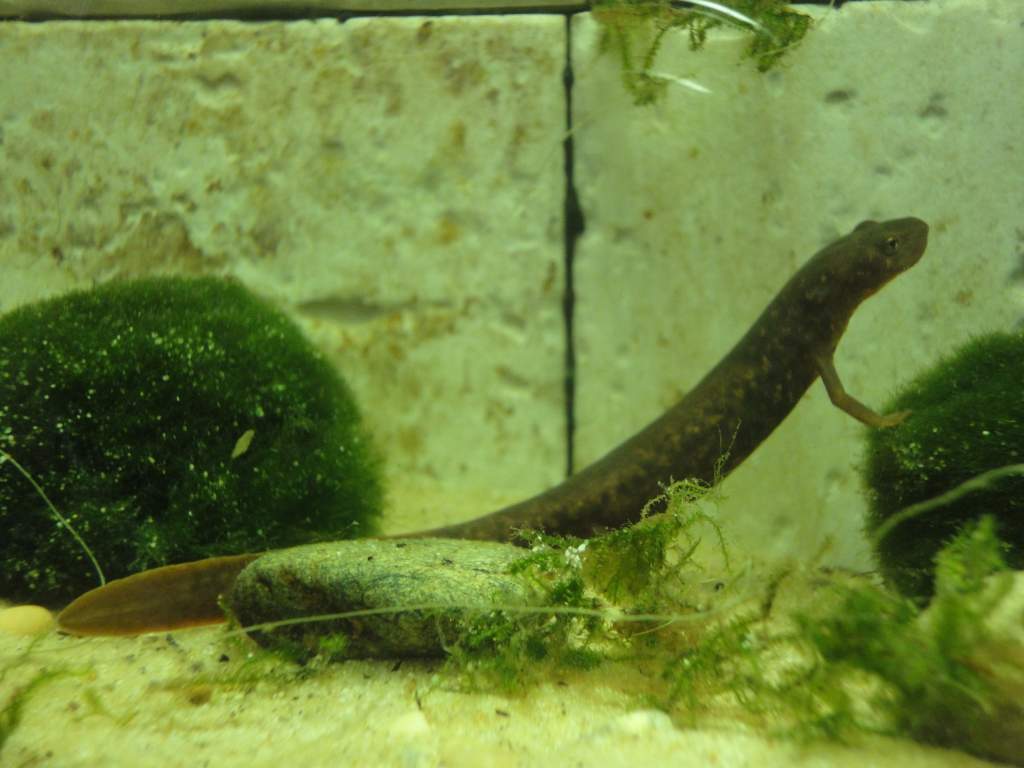 Paddle tail newt