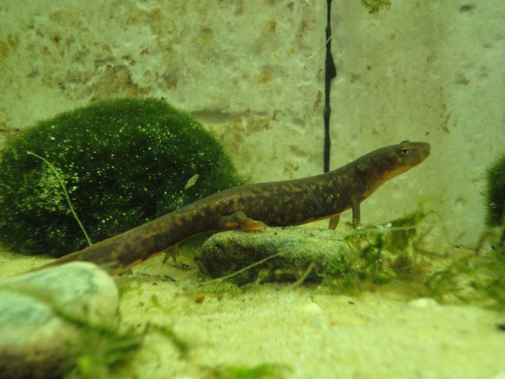 Paddle tail newt