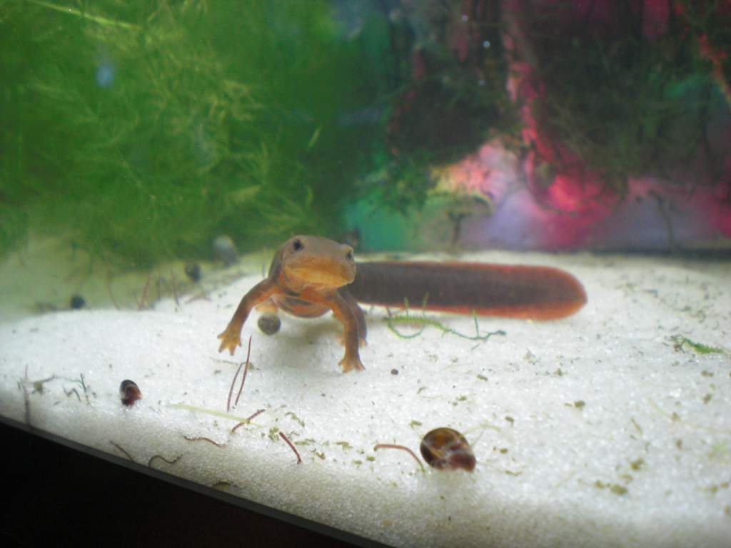 Paddletail Newt