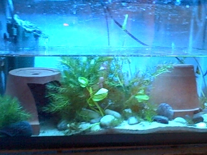 Paddletail tank. C: