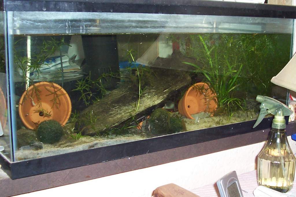 Paddletail tank1