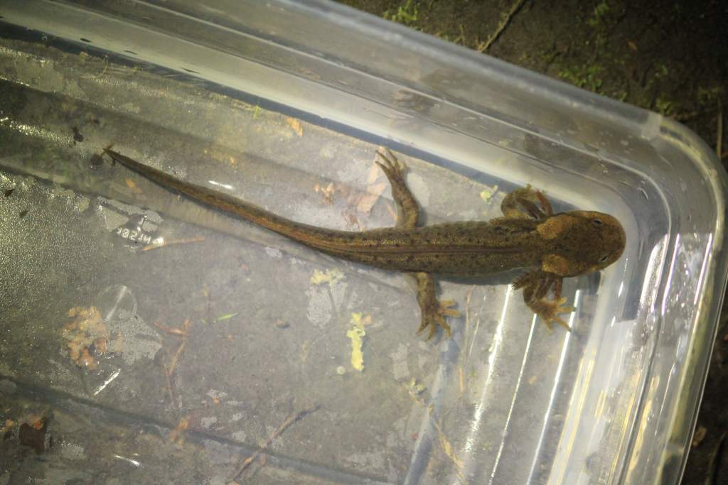 Paedomorphic Northwestern Salamander (Ambystoma gracile) Tacoma Nature Center