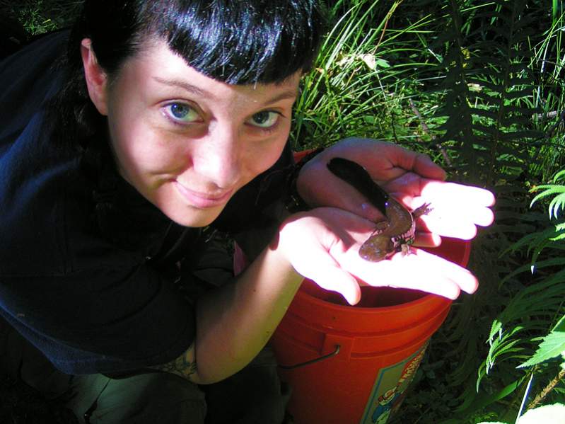 Paedomorphic Pacific Giant Salamander (Dicamptodon tenebrosus)