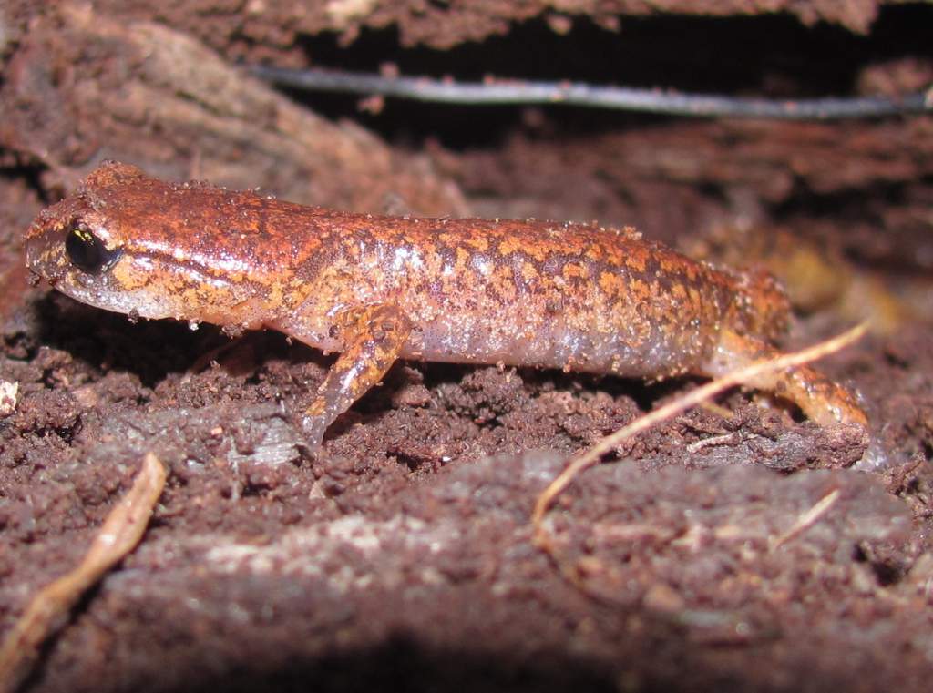 Painted Ensatina (Ensatina eschscholtzii picta) - actually an integrade with Oregon Ensatina