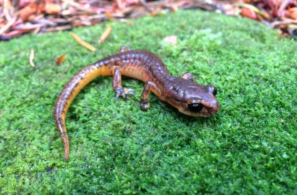 Painted Ensatina (Ensatina eschscholtzii picta)