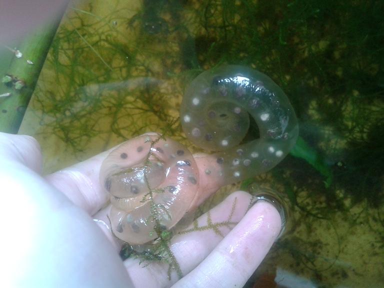 Pair of H.dunni egg sacs.