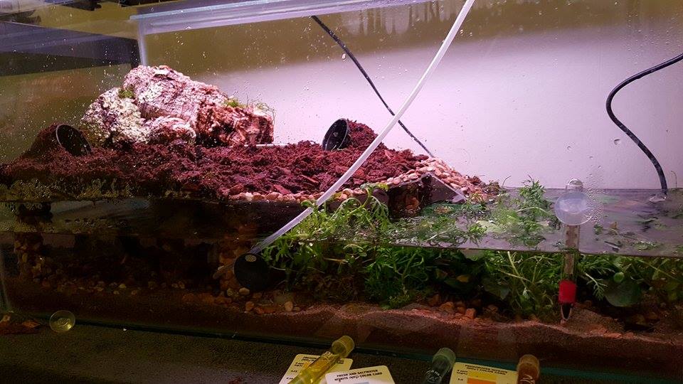 Paludarium progress