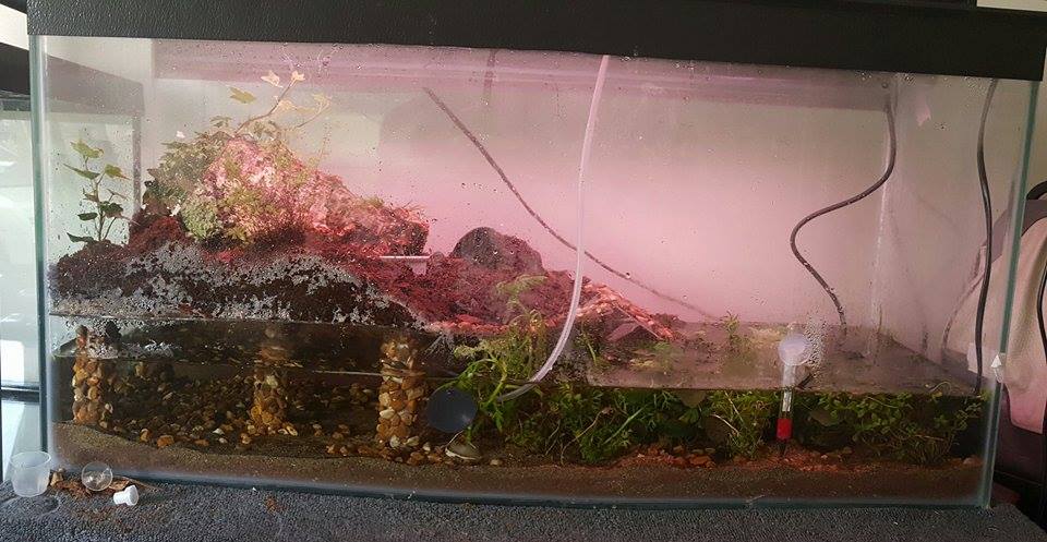 Paludarium