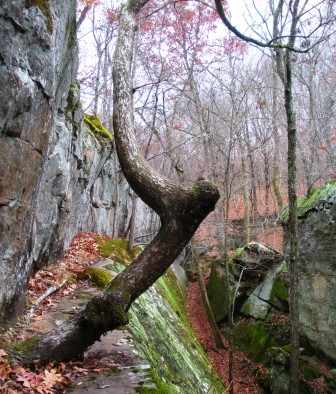 Panther's Den Wilderness