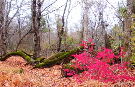 Panther's Den Wilderness