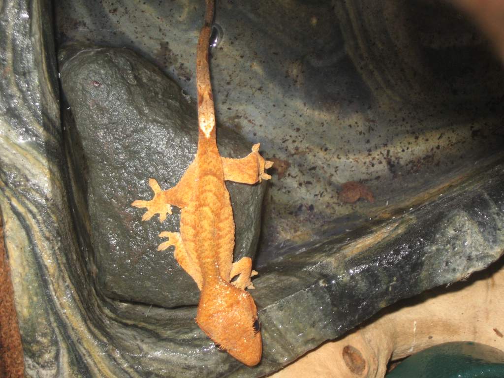 Pat, climbing out of his water dish.