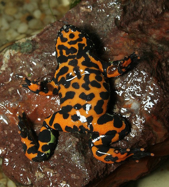 Pattern on ventral side Bombina orientalis