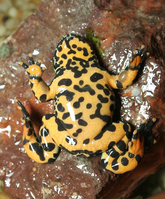 Pattern on ventral side Bombina orientalis