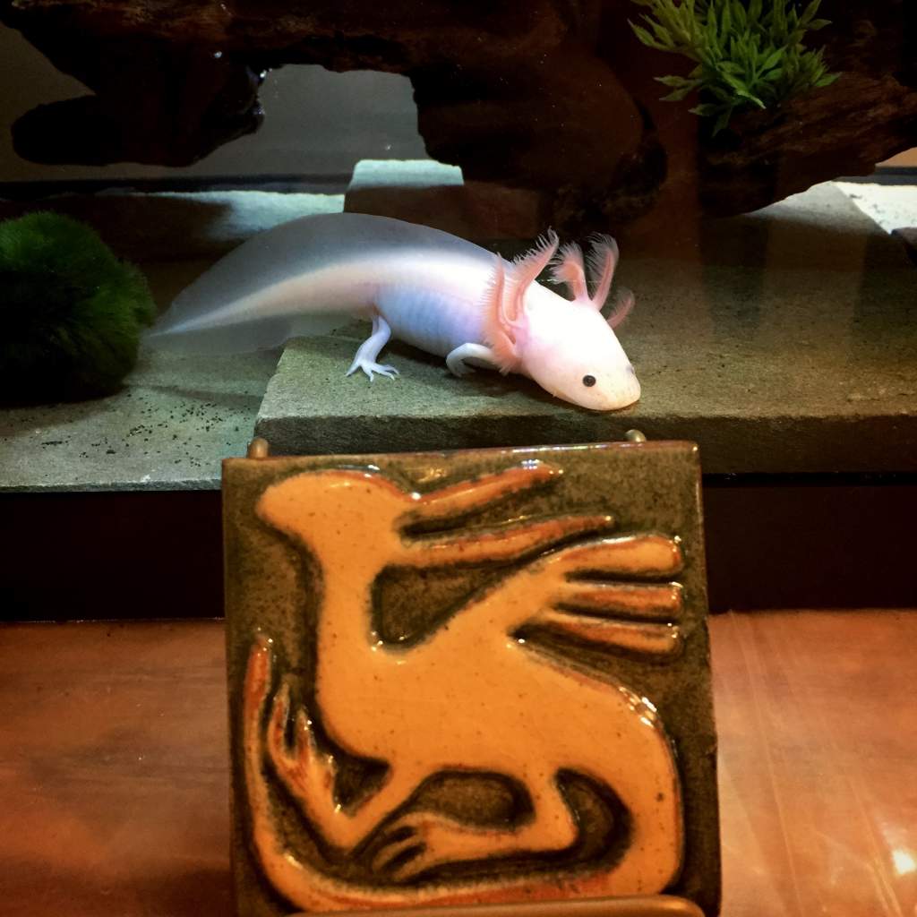 PB and a dragon tile I recently bought.