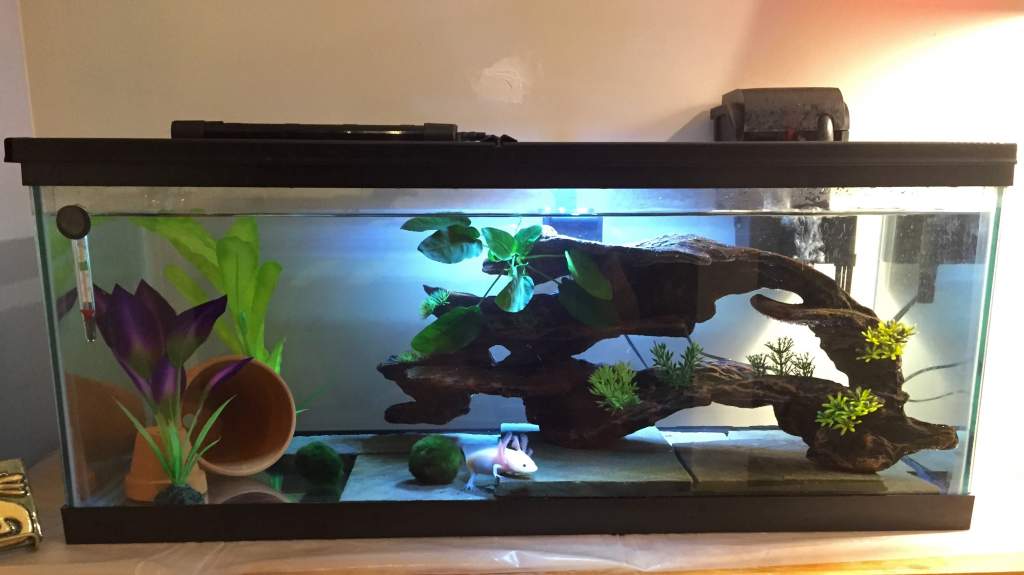 PB's new set up.  Got rid of the sand.  It was too much of a hassle.