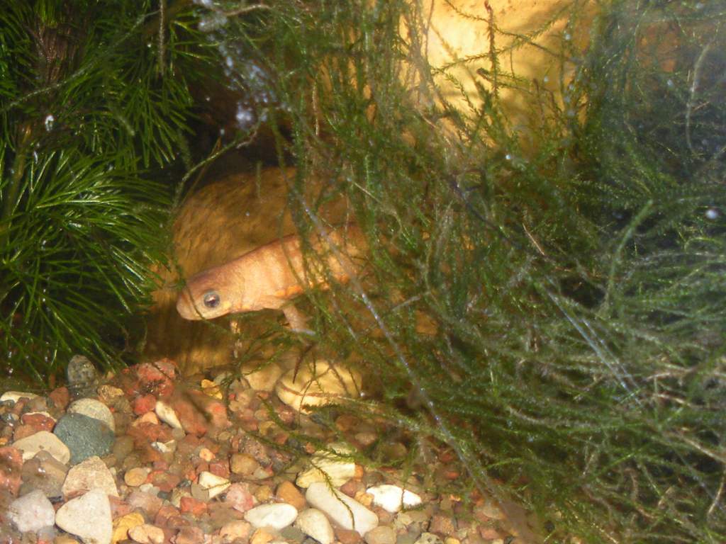 Peaking through the moss.