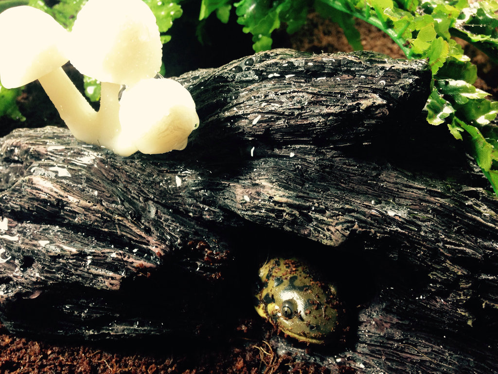 Peeking from his mushroom cave.