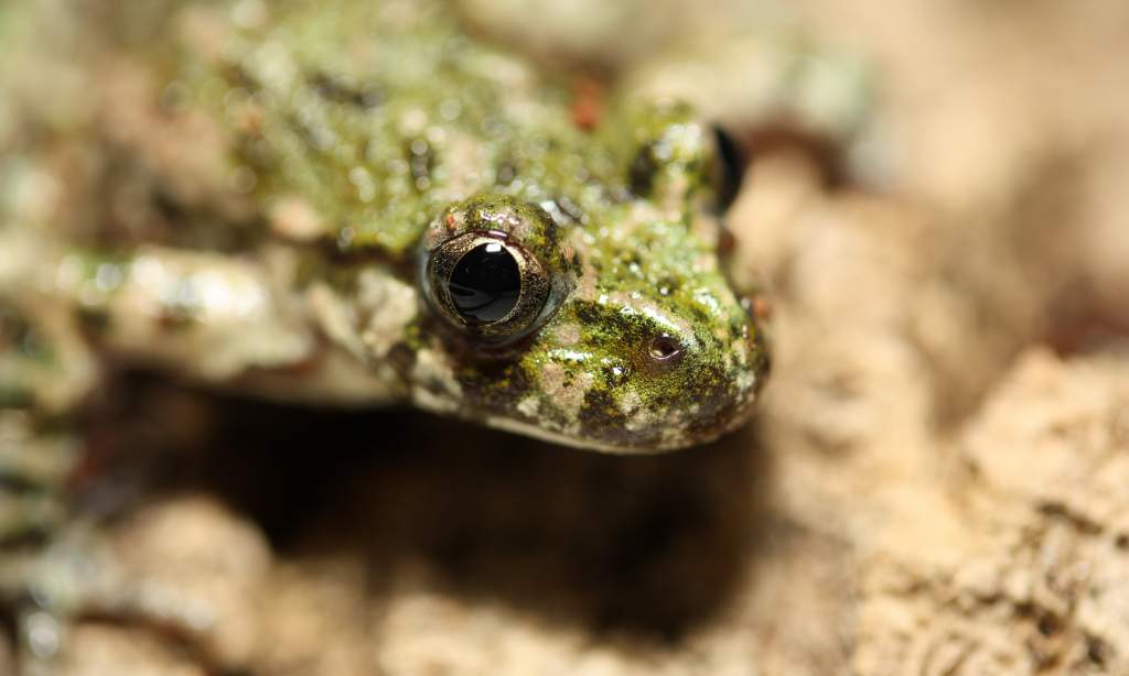 Pelodytes punctatus