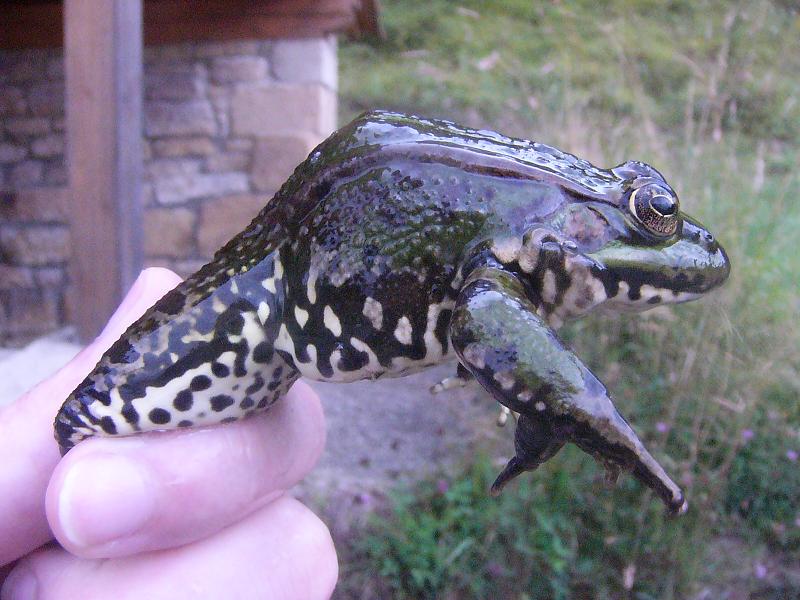 Pelophylax perezi