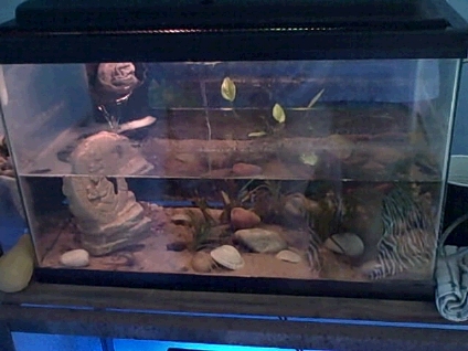 Peninsula newt tank. C: