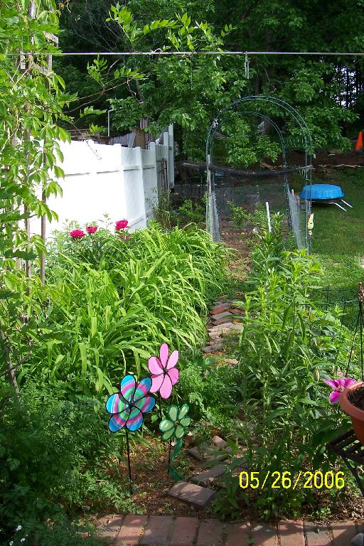 Peonies, the first year