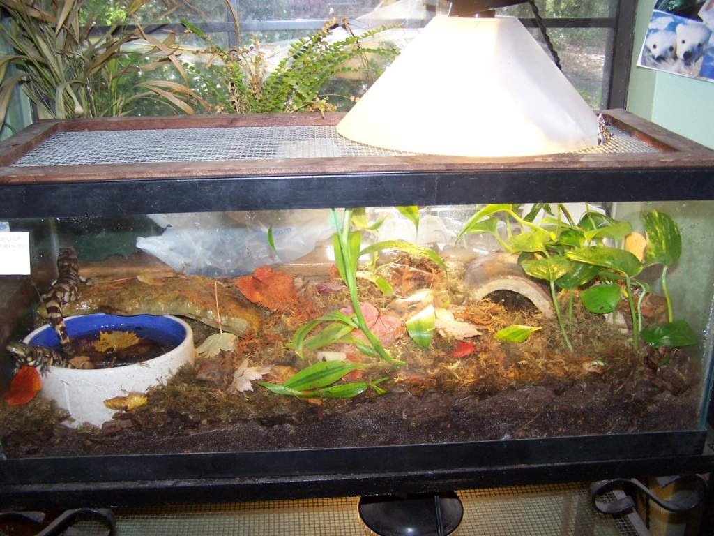 Pete and Angelica's terrarium. it's a 20 gal long tank, right now I'm working on a larger terrarium for them.