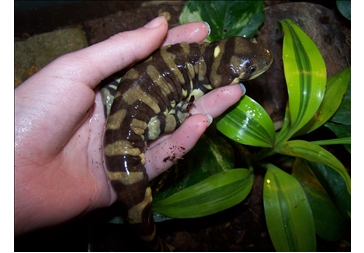 Pete, my male tiger salamander. He is 91/2 inches long.