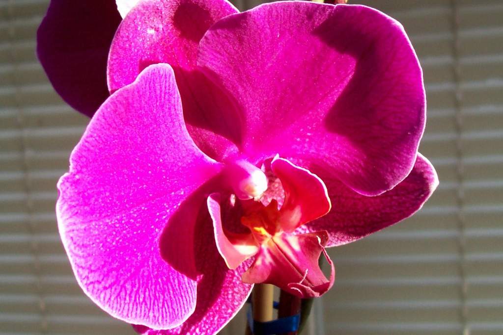 Phalaenopsis