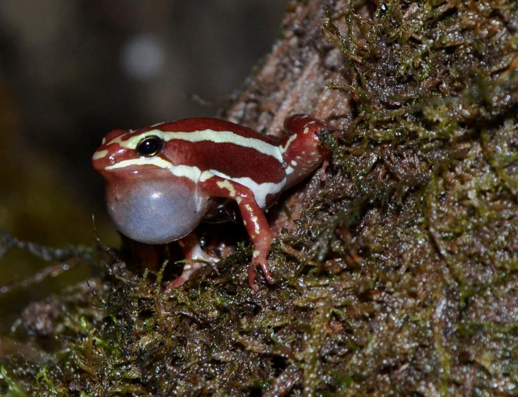 Phantasmal Poison Frog Male
Nomenclature: Epipdobates tricolor "Highland" Sub-population

© 2013 (These are my own photographs, please ask permission 