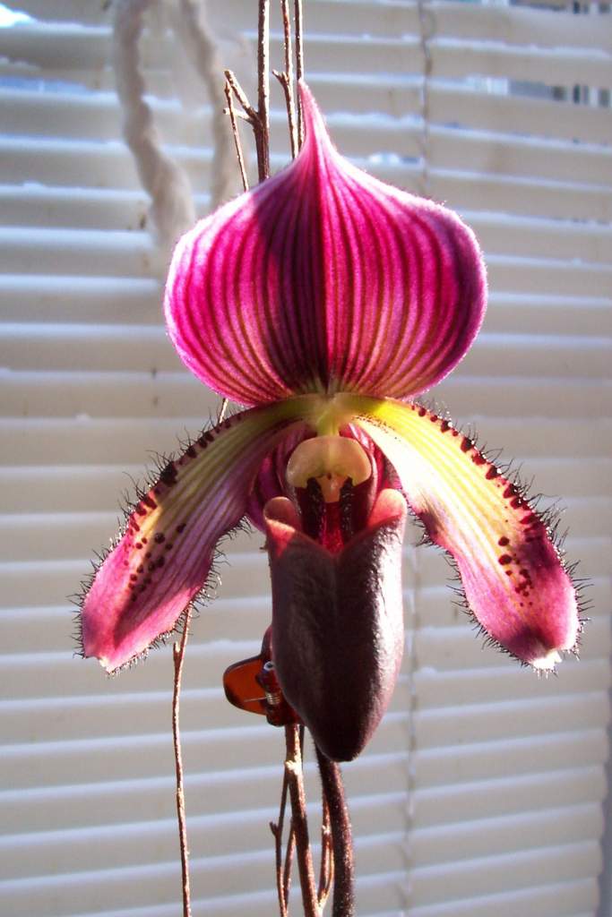 Phragmipedium