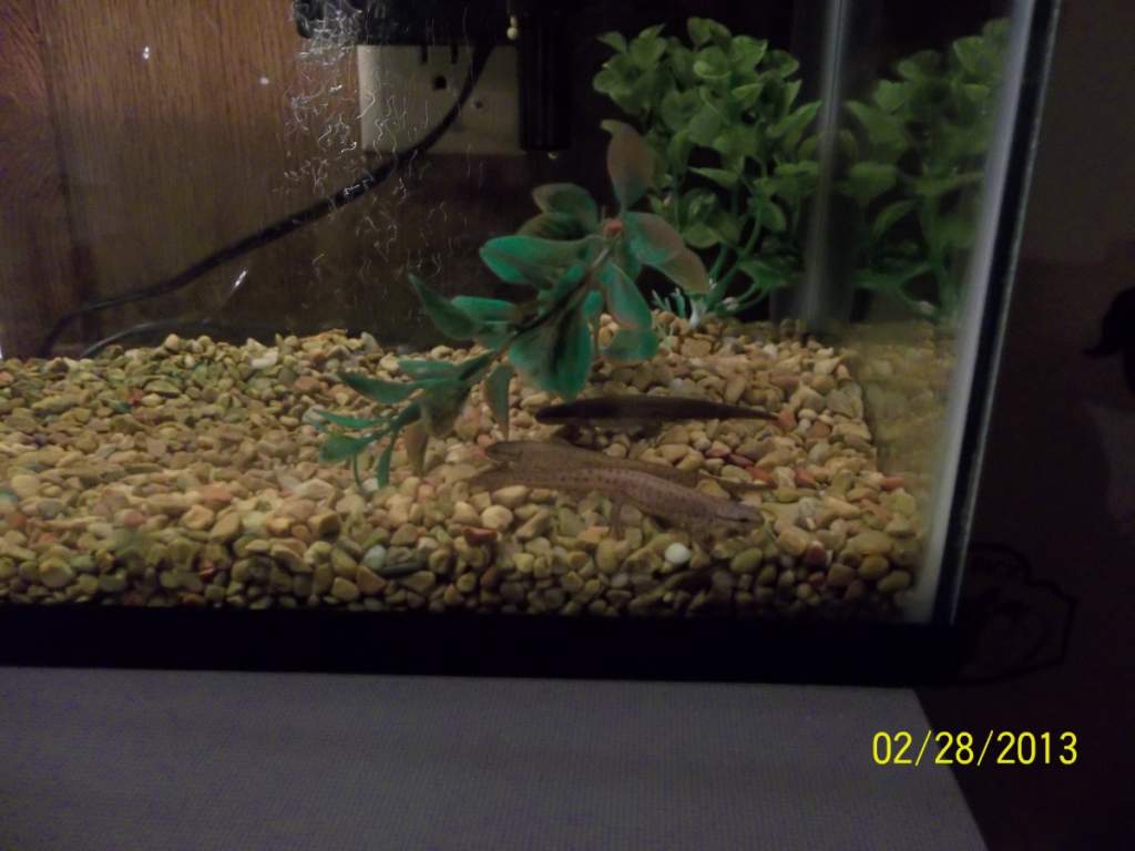 Picture Of my three Eastern Newts taking an rest.