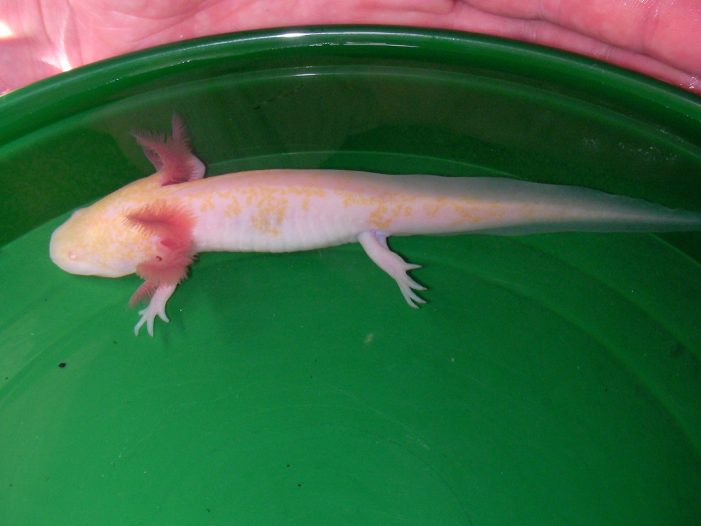 piebald golden albino