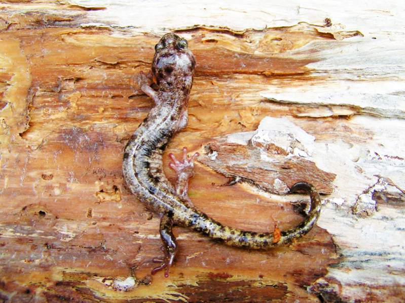 Piedbald Male Clouded Salamander (Aneides ferreus)